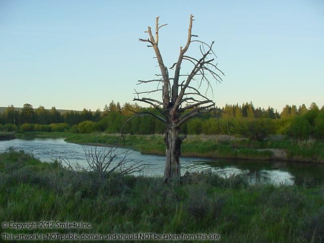 A lone tree along the Sprague River by the entrance to Lone Pine on the Sprague between Chiloquin and Sprague River, Oregon! Cute!